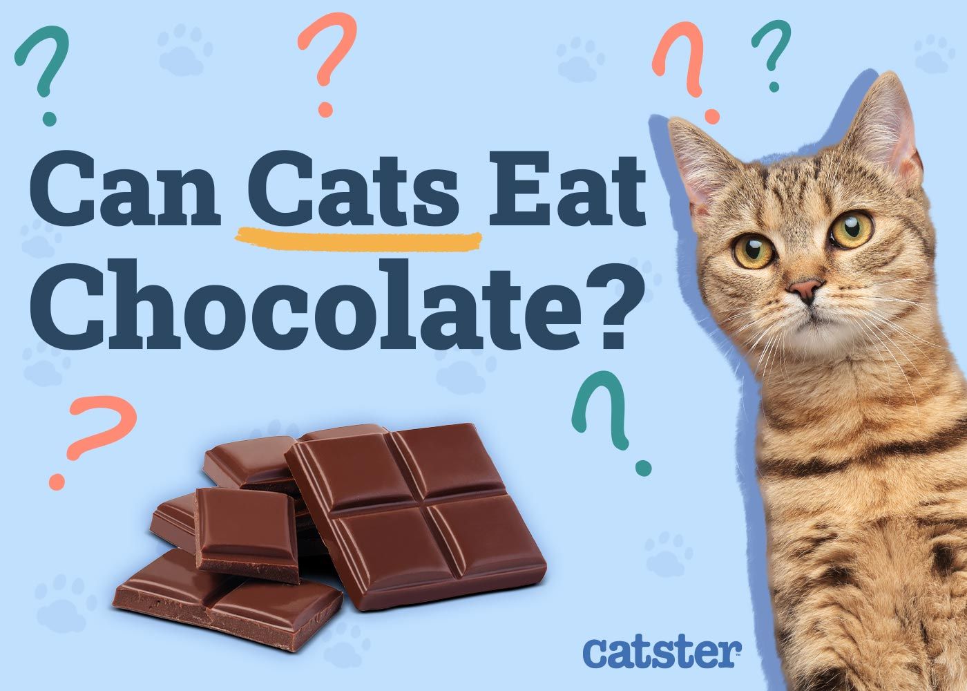 Can Cats Eat Chocolate