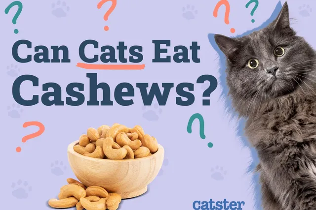 Can Cats Eat Cashews? Vet Approved Facts & FAQ