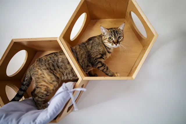 10 DIY Cat Climbing Wall Plans for Your House (With Pictures)