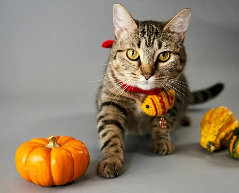 Catnip Tuna Pumpkin Delights