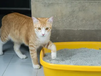 How Does Dust-Free Cat Litter Work? Types, Pros, Cons & FAQ (Vet-Reviewed)