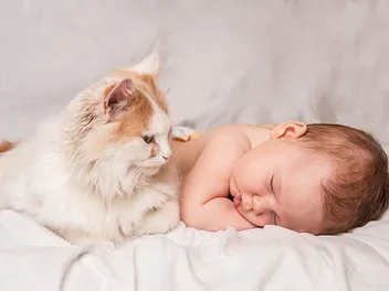 Can Cats Tell What a Human Baby Is? Vet-Verified Information