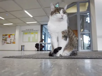This Clever Cat Has Lived at a German University for 13 Years