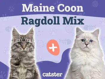 Maine Coon Ragdoll Mix: Info, Pictures, Care, Traits & More