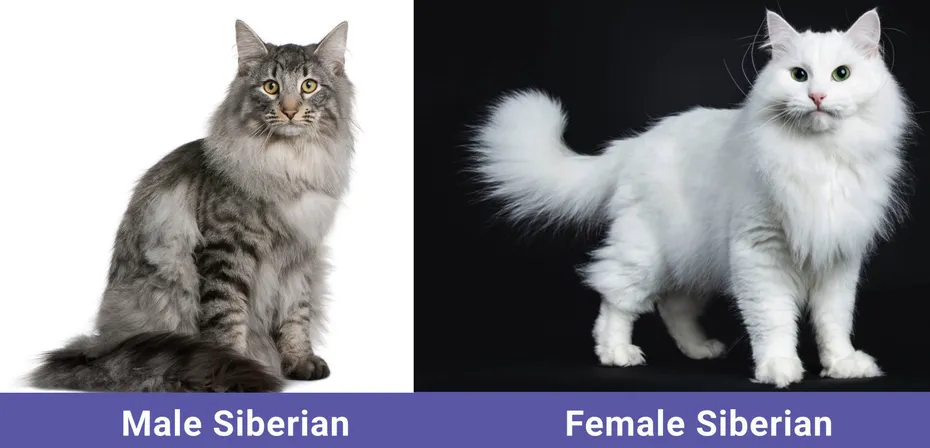 Male vs Female Siberian Cat Side By Side