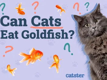 Can Cats Eat Goldfish? Vet-Reviewed Risks & Precautions