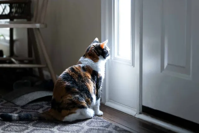 How To Make An Outdoor Cat Into An Indoor Cat