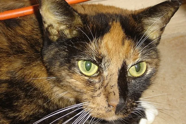 How Long Does a Cat Take to Recover From Jaundice? Our Vet Answers