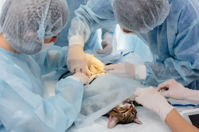 How Does a Cat Neutering Procedure Work? Vet-Reviewed Facts & Care Tips