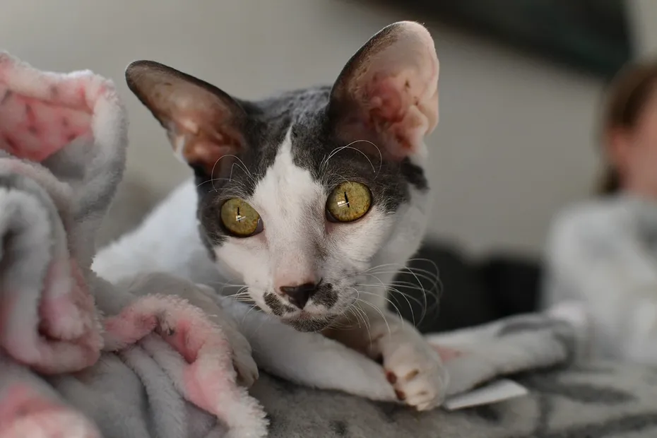 close up of cornish rex looking at the side