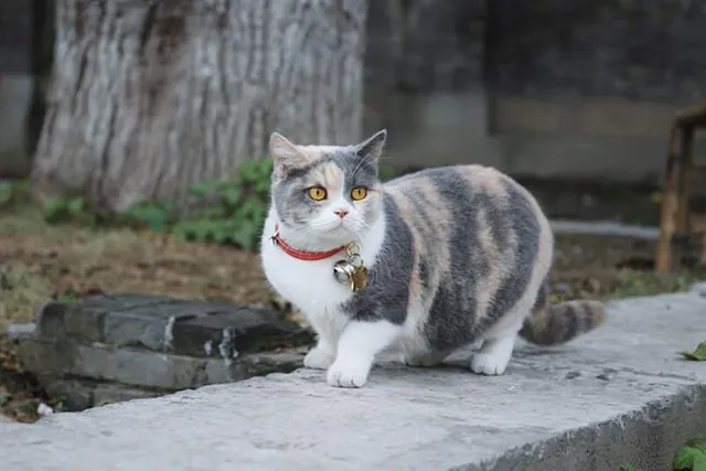 10 Vet-Verified Types of Cat Collars and Their Uses (With Pictures)