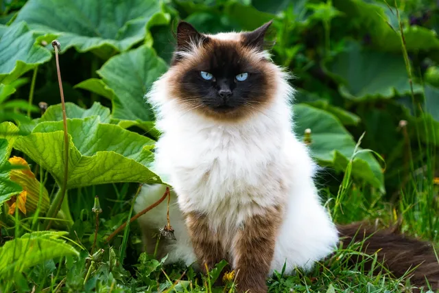 14 Cat Breeds That Act Like Dogs (With Info & Pictures)