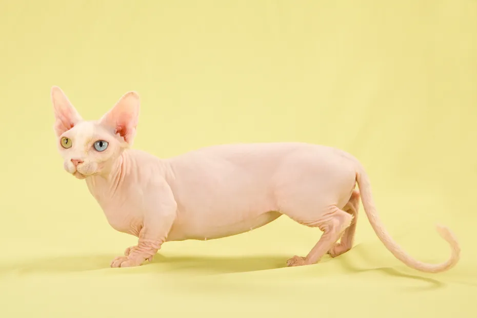 Munchkin cross Sphynx Bambino
