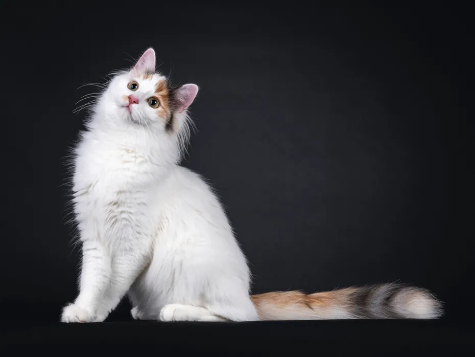 Adorable young Turkish Van cat sitting side ways