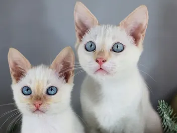 Siamese Kittens for Sale in Virginia: Breeders List 2026