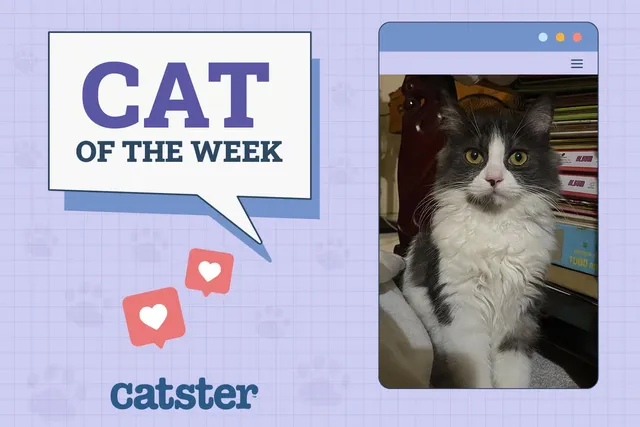 Catster Photo Contest: Cats of the Week Winners (November 1, 2024)