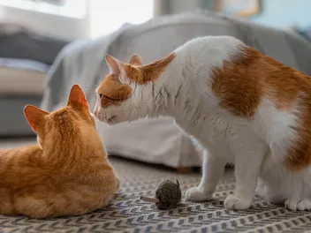 Socializing Adult Cats: Vet-Approved Guide & What to Avoid