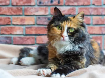 What Really Goes on Inside a Cat's Head All Day