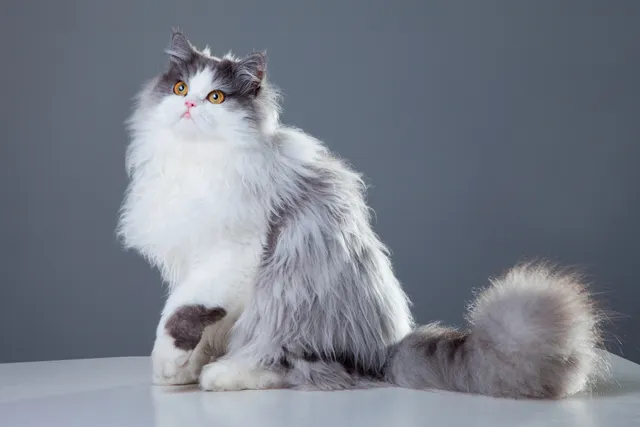 11 Cat Breeds With Fluffy Tails: Info, Pictures, Facts & History