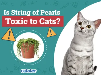 Is String of Pearls Toxic to Cats? Vet-Verified Toxicity & Safety