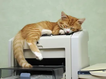 What Is It With Cats & Printers? Vet-Verified Facts