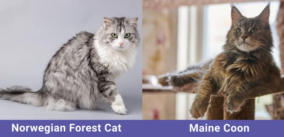side by side Norwegian Forest Cat VS Maine Coon