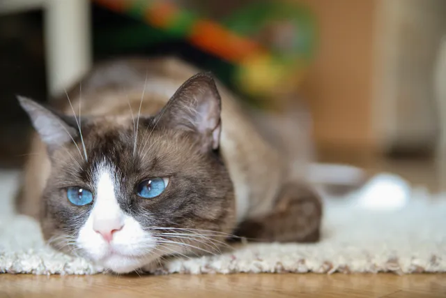 Snowshoe Siamese Cat Breed Info: Pictures, Temperament & Traits