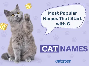 Most Popular Cat Names That Start With G in 2026