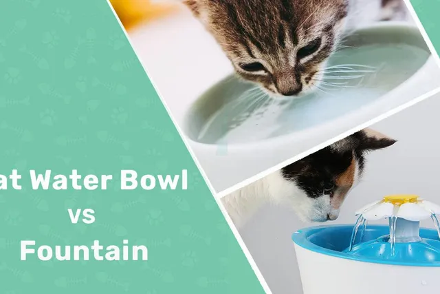 Cat Water Bowl vs Fountain: Main Differences (With Pictures)
