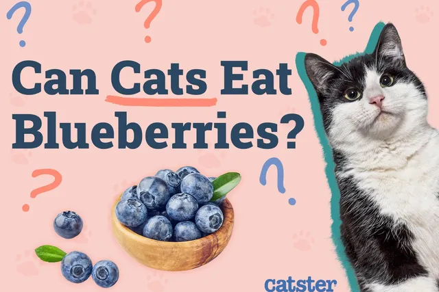 Can Cats Eat Blueberries? Our Vet Answers!
