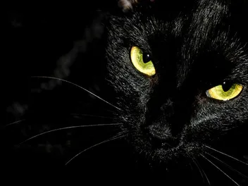 Are Demon Cats Real? Myths & History Revealed