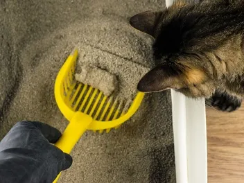 Can I Flush Cat Litter? Vet-Reviewed Facts & FAQ
