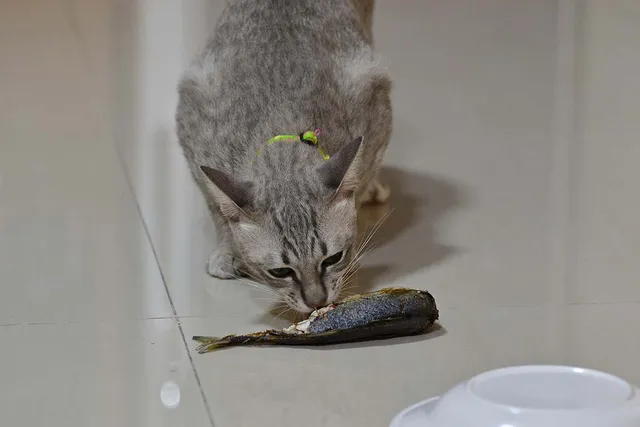 8 Vet-Approved Food Sources of Magnesium for Cats