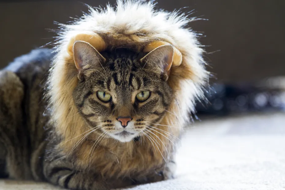 strong cat wearing a lion costume