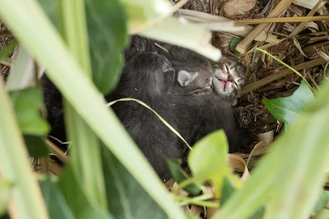 8 Tips for Finding a Lost Litter of Kittens (Vet-Approved Advice)
