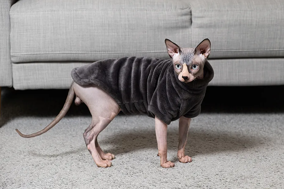 Canadian Sphynx cat wearing sweater at home
