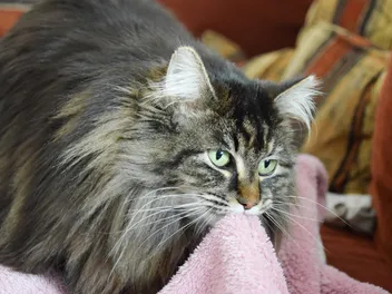 How to Stop a Cat From Suckling: 6 Vet-Approved Tips for Prevention