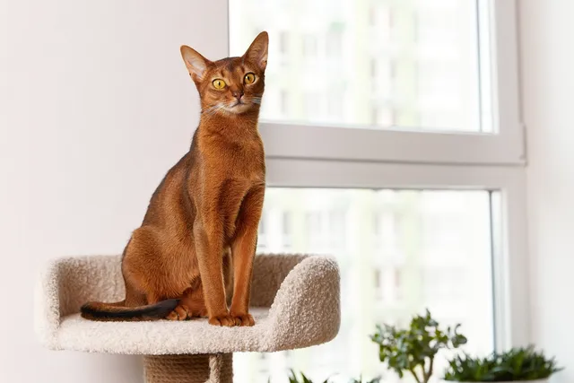 Abyssinian Cat Lifespan: How Long Do They Live? Vet-Verified Facts