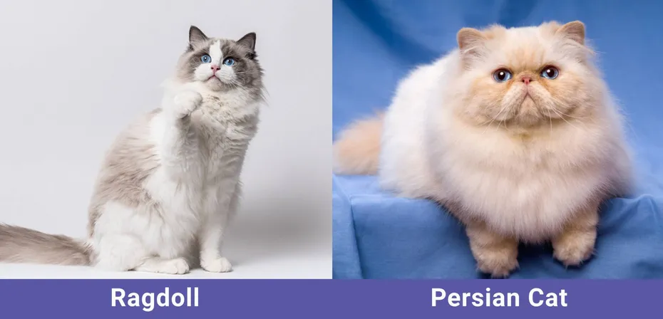 side by side Ragdoll VS Persian Cat