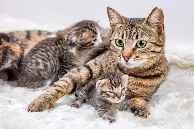 How Far Apart Can Kittens Be Born? Vet Verified Facts