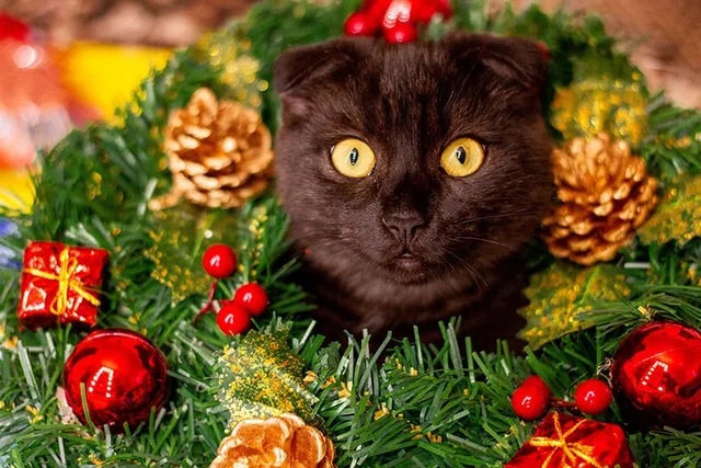 5 DIY Cat Wreaths You Can Make at Home (With Pictures)