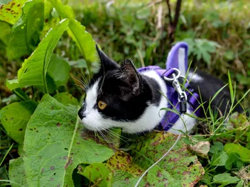 Purple Leash Project: What It Is & Why It Is So Important