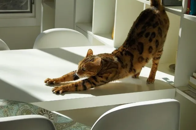 Can Cats Be Double-Jointed? Our Vet Explains Facts & FAQ