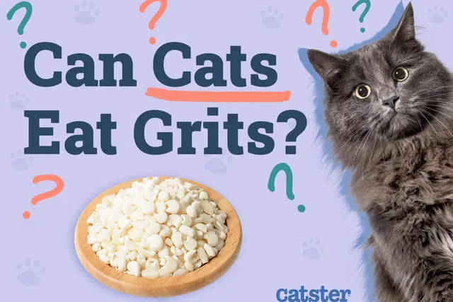 Can Cats Eat Grits? Vet-Reviewed Health Risks & Advice