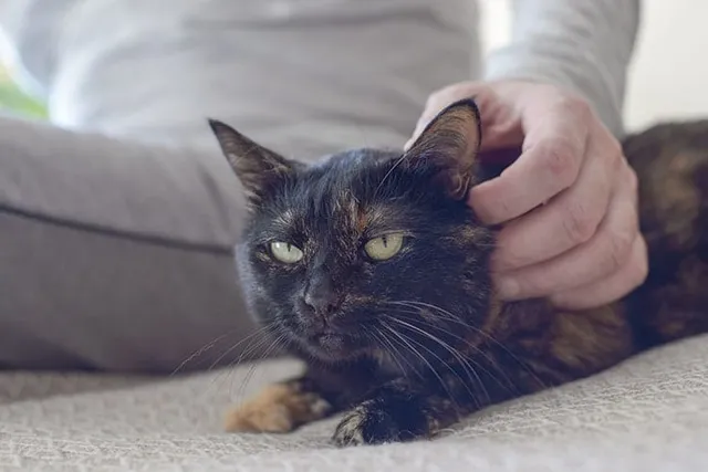 How Many Muscles Does a Cat Have in Each Ear? Vet-Reviewed Anatomy (With Infographic)