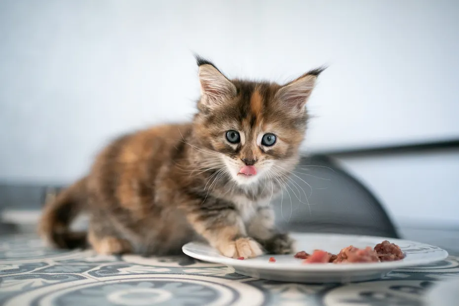 Calico Main Coon kitten eating from a plate