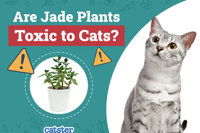 Are Jade Plants Toxic to Cats? Vet-Reviewed Houseplants Examined