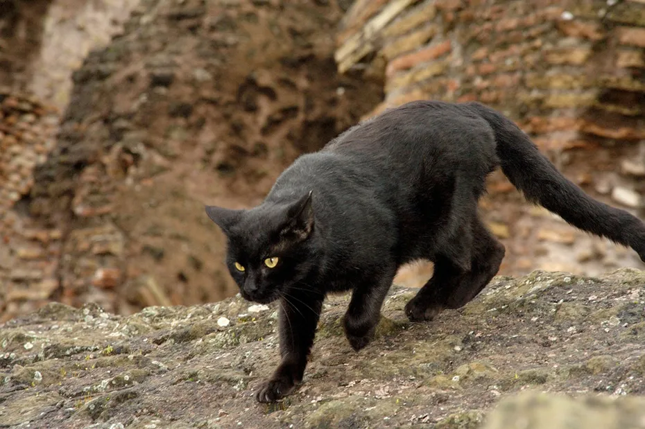 bombay cat walking outdoors
