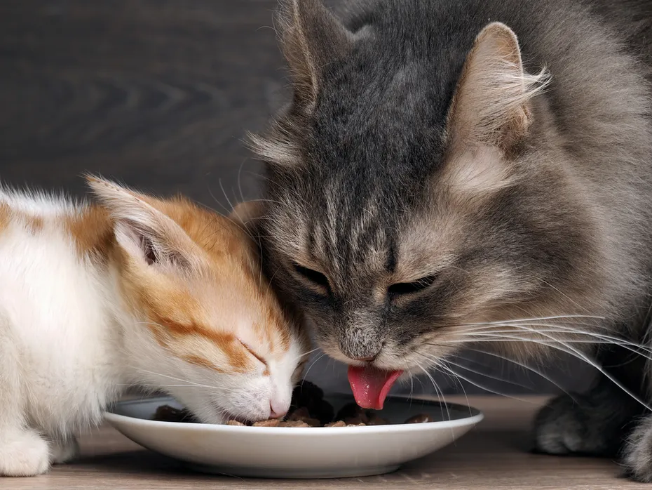 Cat and kitten together eating cat food