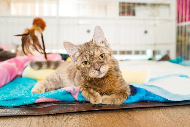 Why Is My Cat So Clumsy? Cerebellar Hypoplasia Explained (Vet Answer)